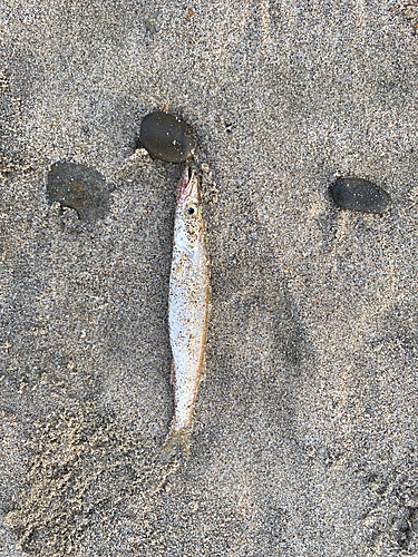 カマスの釣果