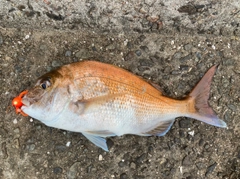 マダイの釣果