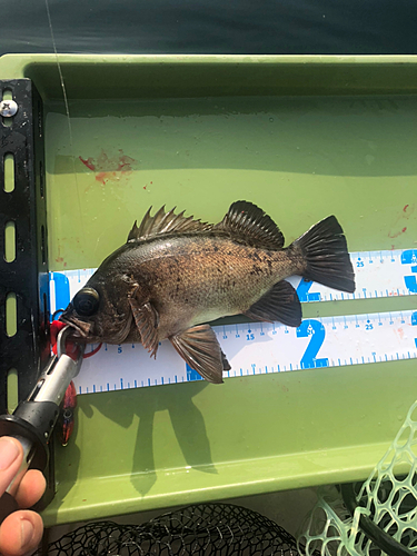 クロメバルの釣果