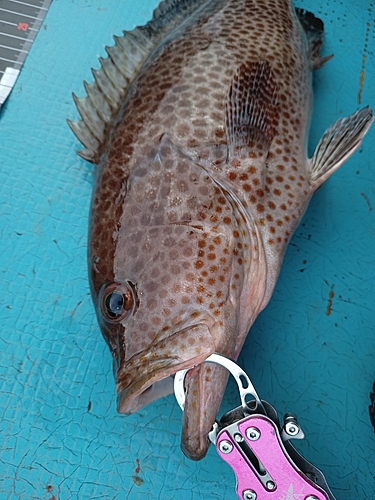 オオモンハタの釣果