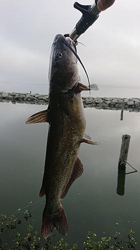 チャネルキャットフィッシュの釣果