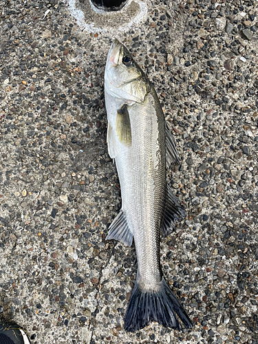 スズキの釣果