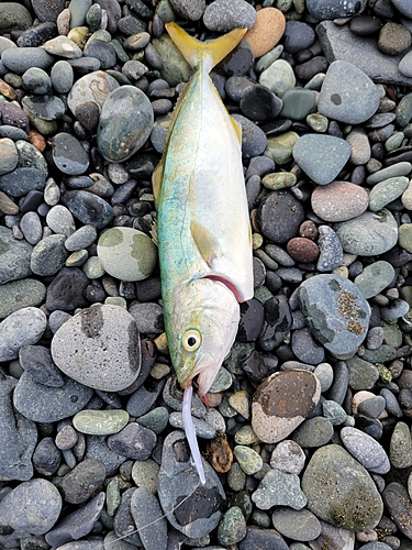 ワカシの釣果