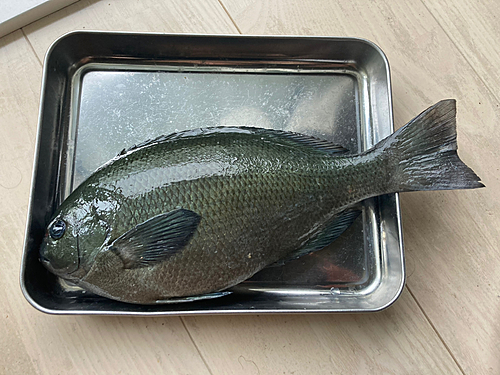 グレの釣果