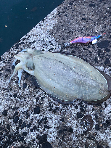 モンゴウイカの釣果