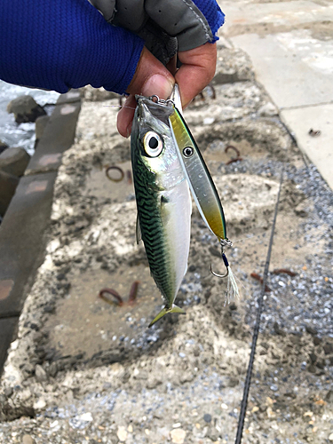 サバの釣果