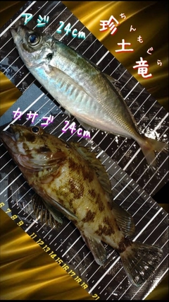 アジの釣果