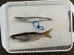 カマスの釣果