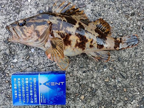 タケノコメバルの釣果