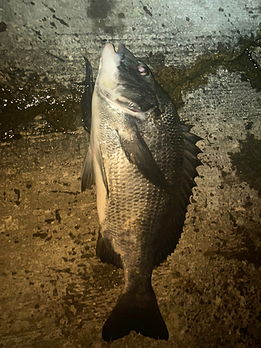 チヌの釣果