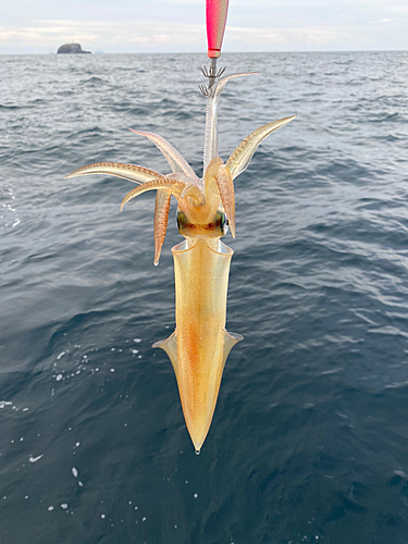 ケンサキイカの釣果