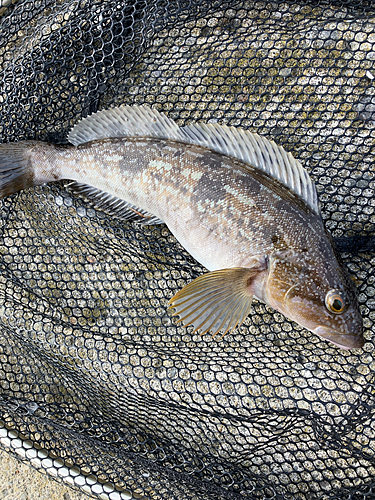 アイナメの釣果