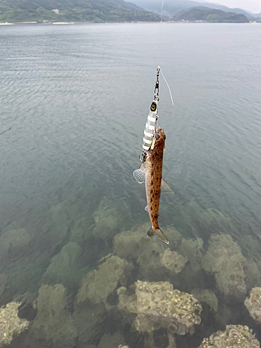 エソの釣果