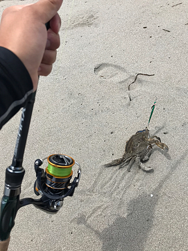 ワタリガニの釣果