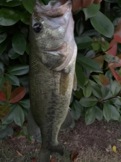 ラージマウスバスの釣果