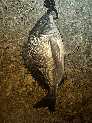 チヌの釣果