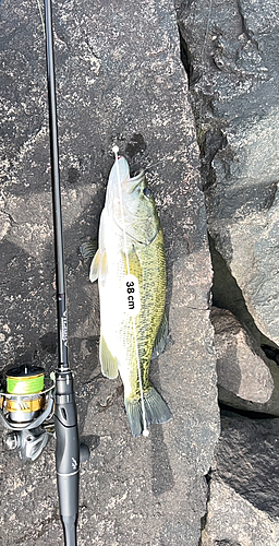 ブラックバスの釣果