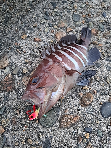 マハタの釣果