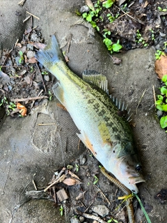 ラージマウスバスの釣果