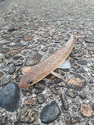 エソの釣果