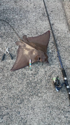 ナルトビエイの釣果