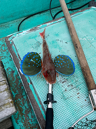 ホウボウの釣果