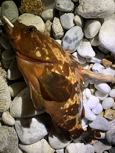 アコウの釣果