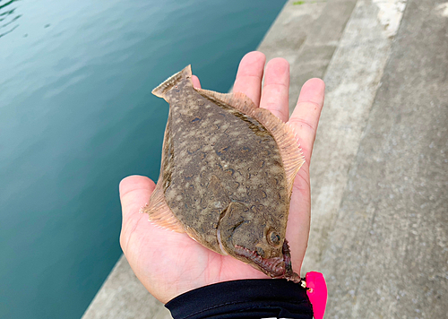 カレイの釣果