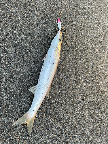 カマスの釣果