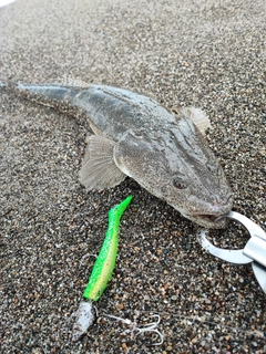 マゴチの釣果