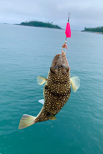 フグの釣果