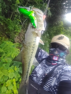 ブラックバスの釣果