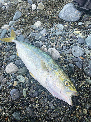 ワカシの釣果