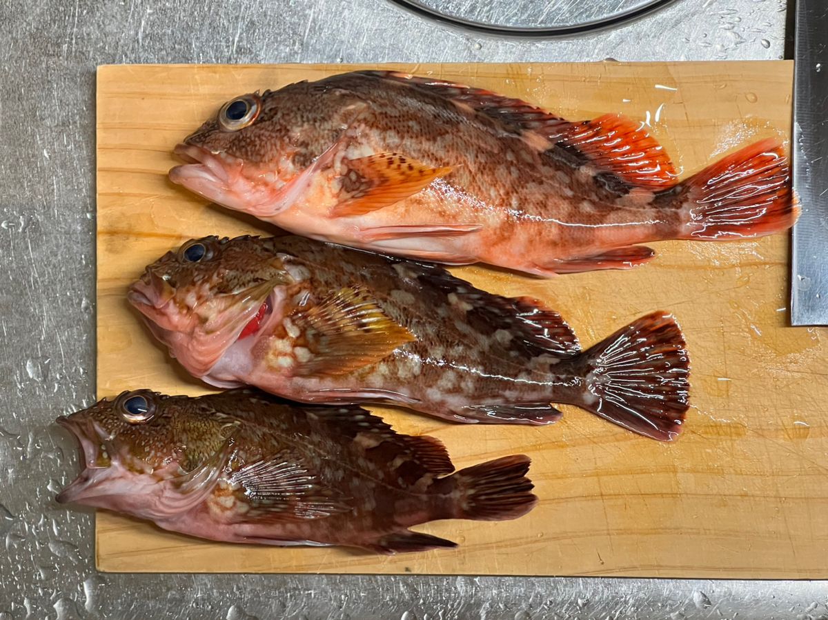 るっくん鮫さんの釣果 2枚目の画像