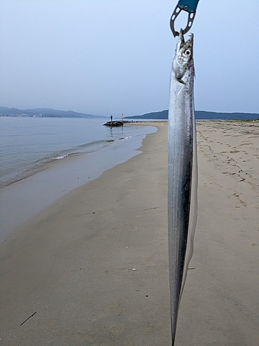 タチウオの釣果