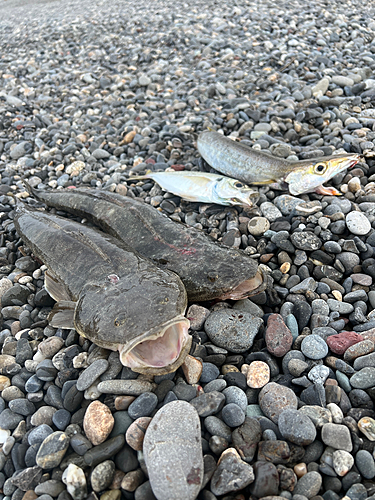 コチの釣果