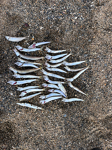 カマスの釣果