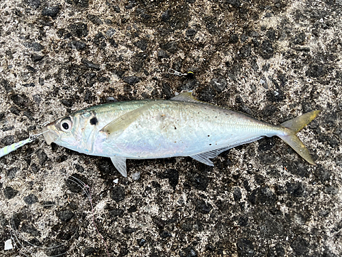 マルアジの釣果