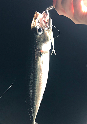 サバの釣果