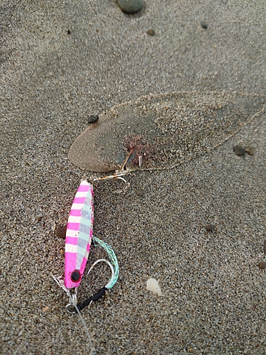 シタビラメの釣果