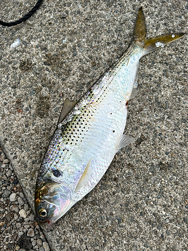 コノシロの釣果