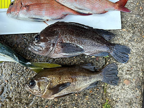 クロメバルの釣果