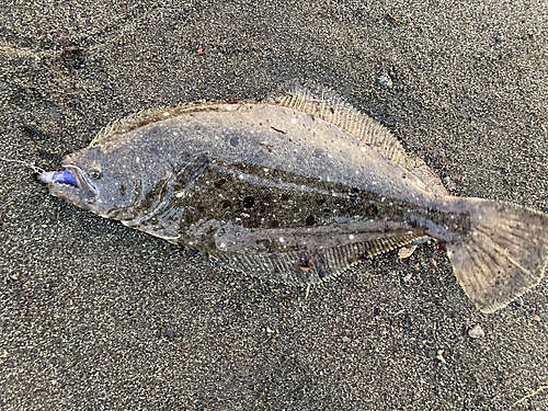 ソゲの釣果