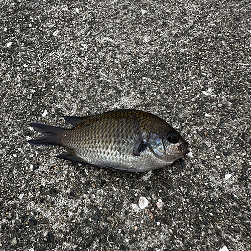 スズメダイの釣果