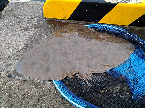 エイの釣果