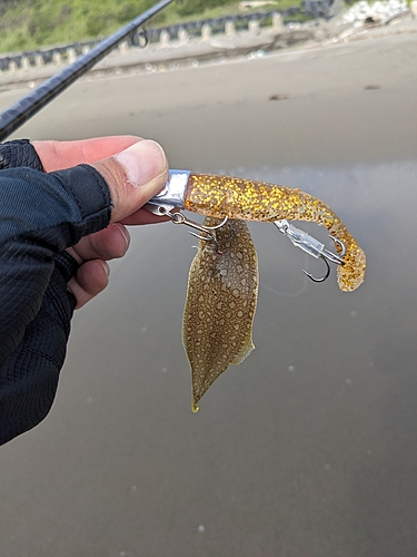 シタビラメの釣果