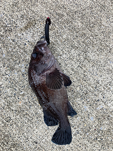 クロソイの釣果