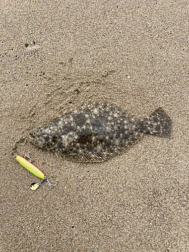 ソゲの釣果