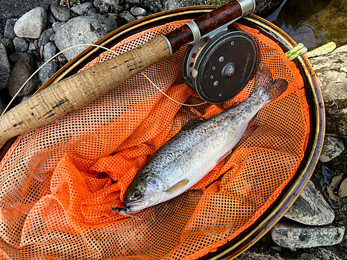 ニジマスの釣果