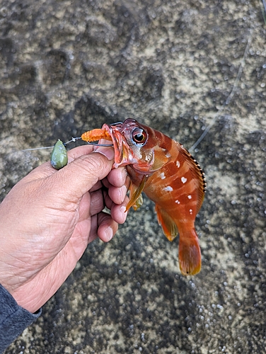 アカハタの釣果